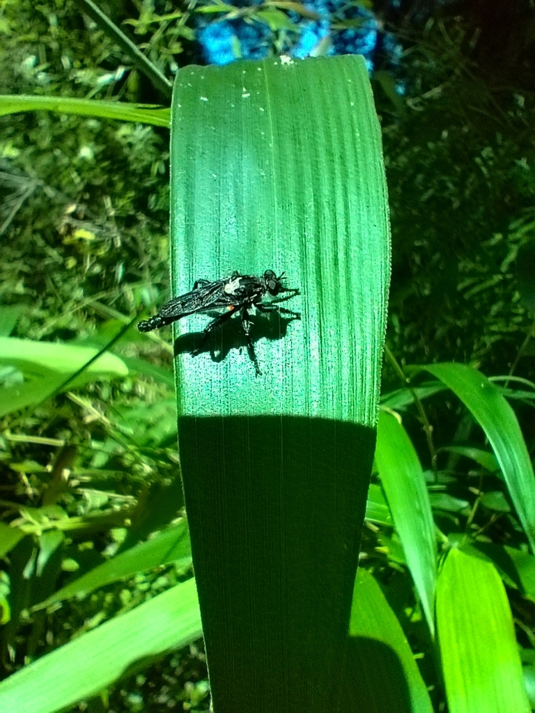 Pritchardia hirtipes