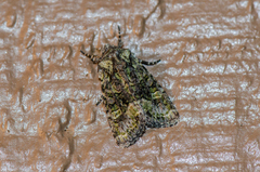 Lacinipolia olivacea