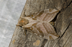 Sthenopis argenteomaculatus