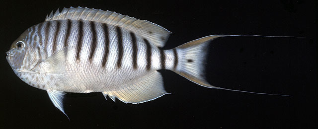 Pitcairn angelfish (Genicanthus spinus) — Pomacanthidae