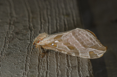 Sthenopis argenteomaculatus