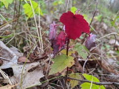 Acer rubrum drummondii