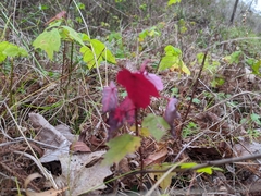 Acer rubrum drummondii