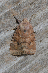 Anathix puta