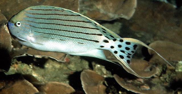 Spotted Angelfish