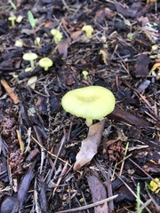 Chrysomphalina grossula