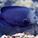 Bluespotted Angelfish - Photo (c) anonymous, some rights reserved (CC BY-SA)