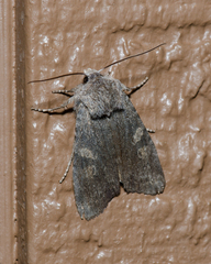 Lithophane laticinerea