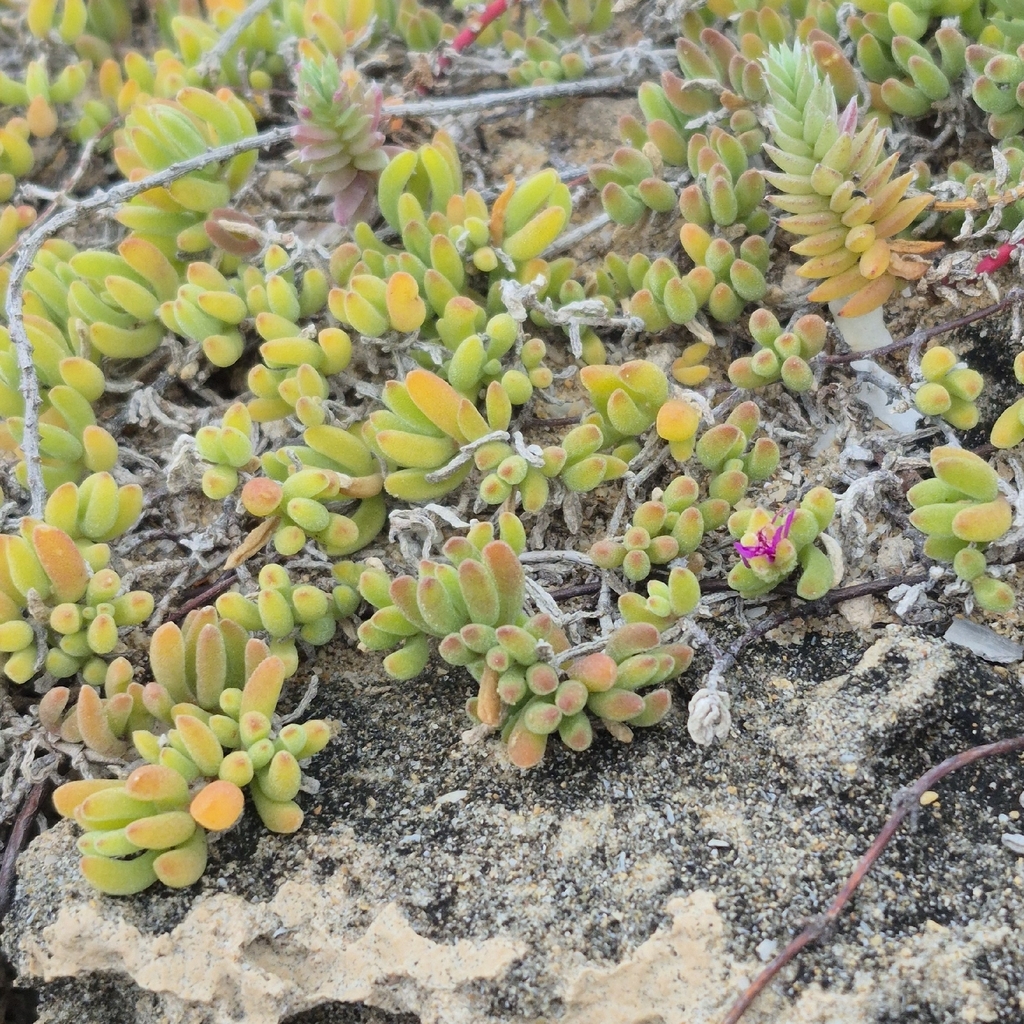 Drosanthemum candens 2