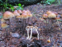 Hypholoma marginatum