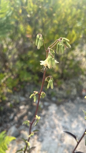three-leaved rattlesnake root (Nabalus trifoliolatus)