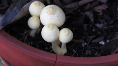 Leucocoprinus birnbaumii image