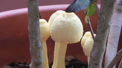 Leucocoprinus birnbaumii image