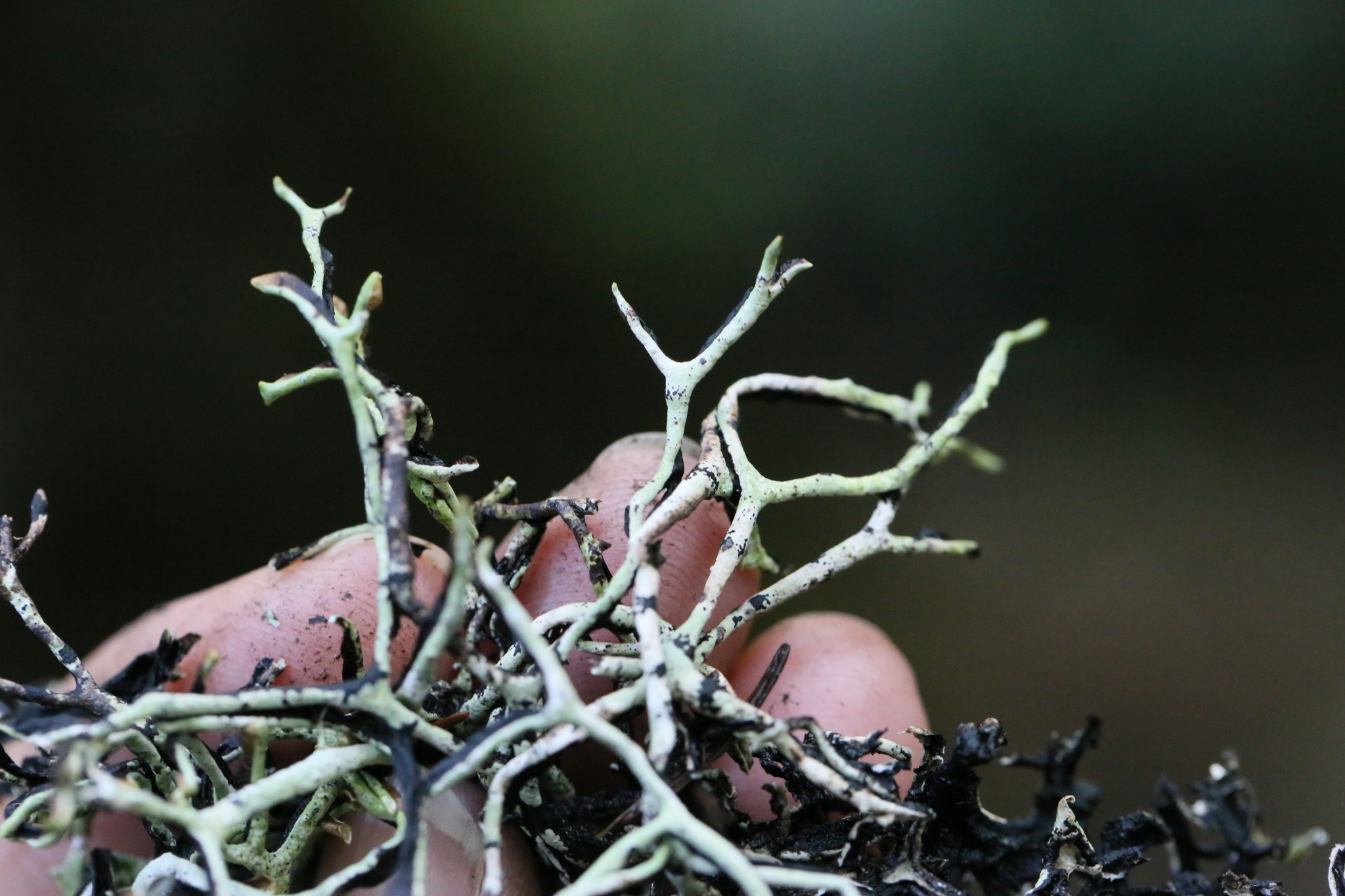 Hypogymnia imshaugii image