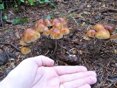 Hypholoma marginatum