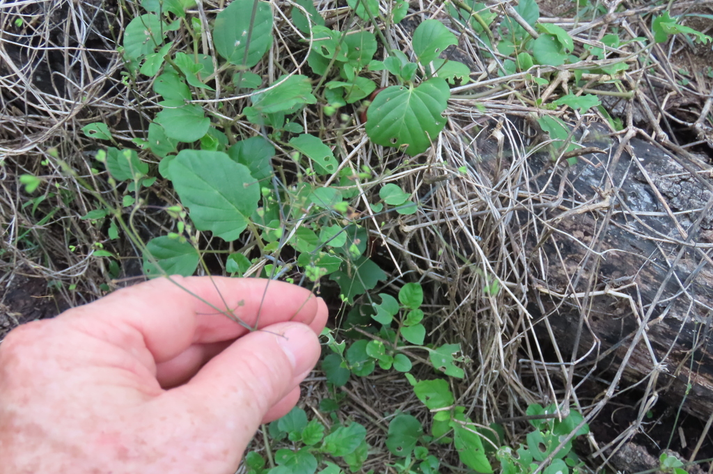 Red Spiderling (Boerhavia diffusa)