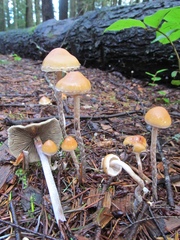 Hypholoma marginatum