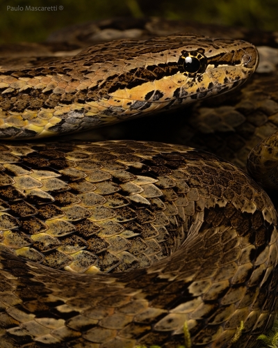 Jiboinha