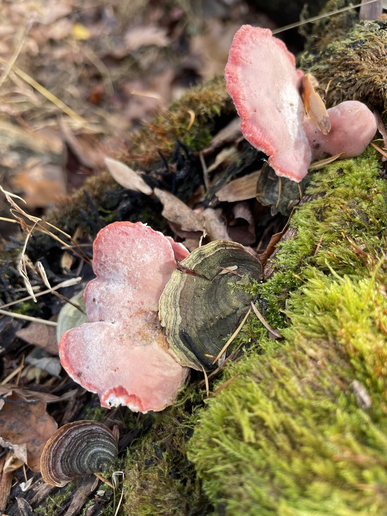 Phlebia incarnata · November 2025 · photo: © irabike (iNaturalist, cc0)