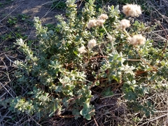 Eriogonum cinereum