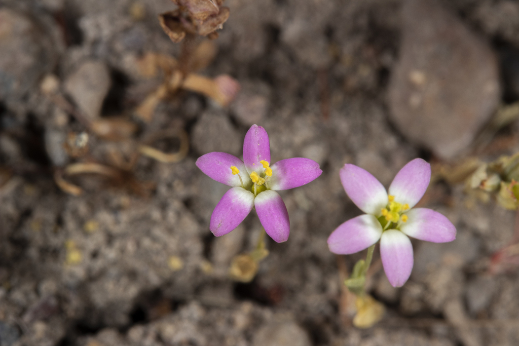 Centaurium ameghinoi