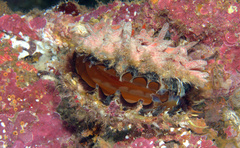 Spondylus varius