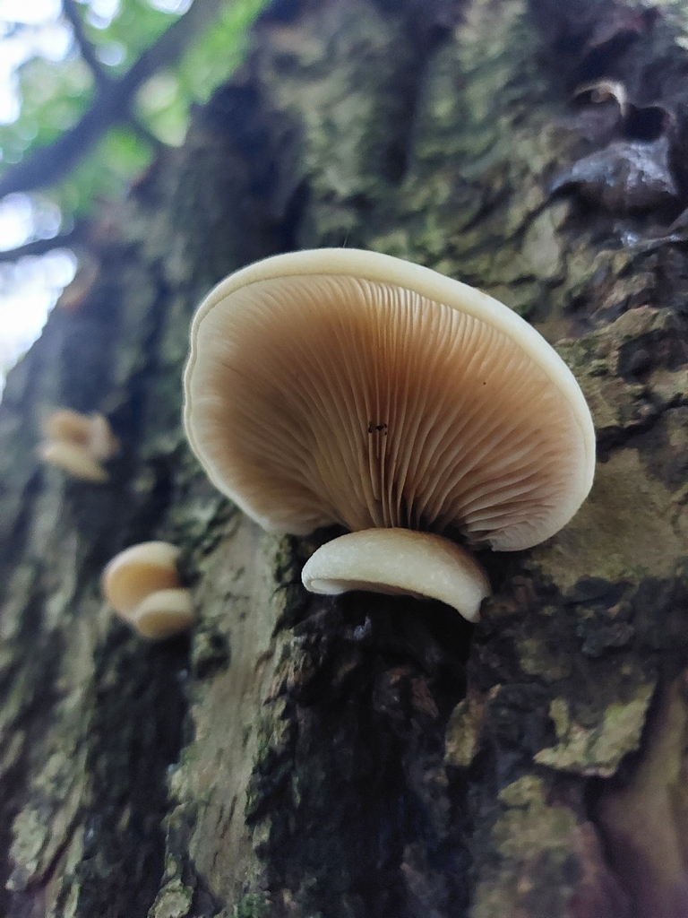 Crepidotus · November 2025 · photo: © hm1209 (iNaturalist, cc-by)