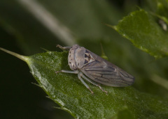 Populicerus lachrymalis