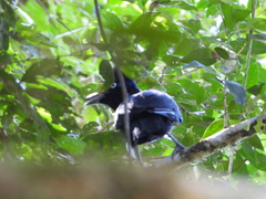 Cephalopterus ornatus