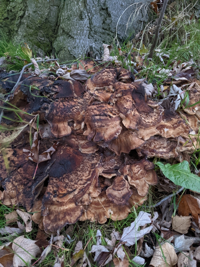 Meripilus giganteus · November 2025 · photo: © jardinjungle (iNaturalist, cc0)