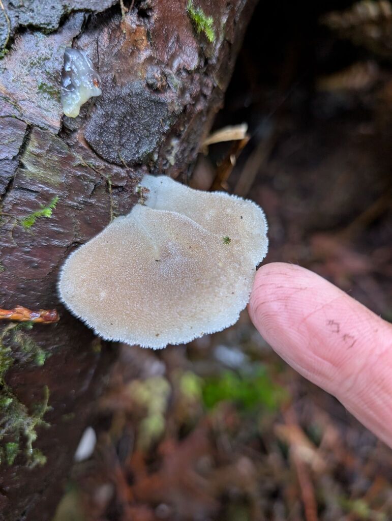 Pseudohydnum gelatinosum · November 2025 · photo: © michaelshan (iNaturalist, cc-by-nc)