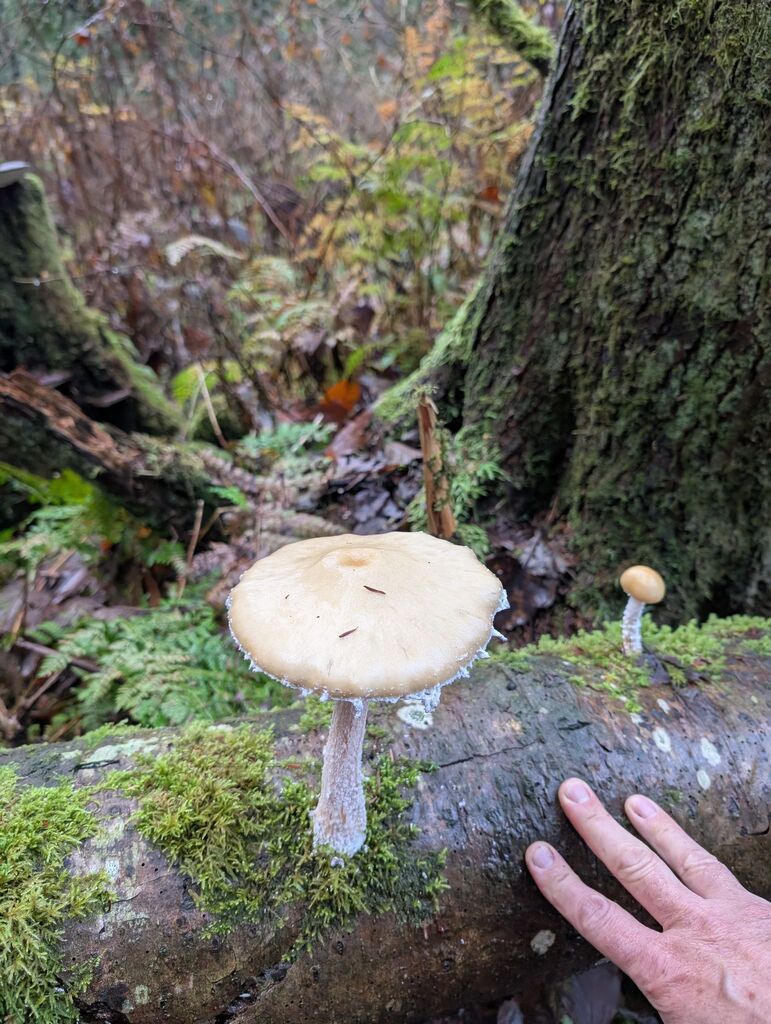 Stropharia ambigua · November 2025 · photo: © michaelshan (iNaturalist, cc-by-nc)