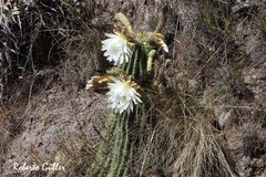 Trichocereus schickendantzii