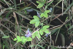 Passiflora amethystina