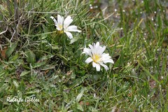 Hypochaeris taraxacoides