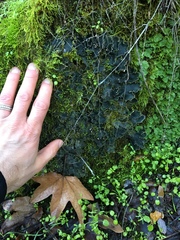Peltigera ponojensis