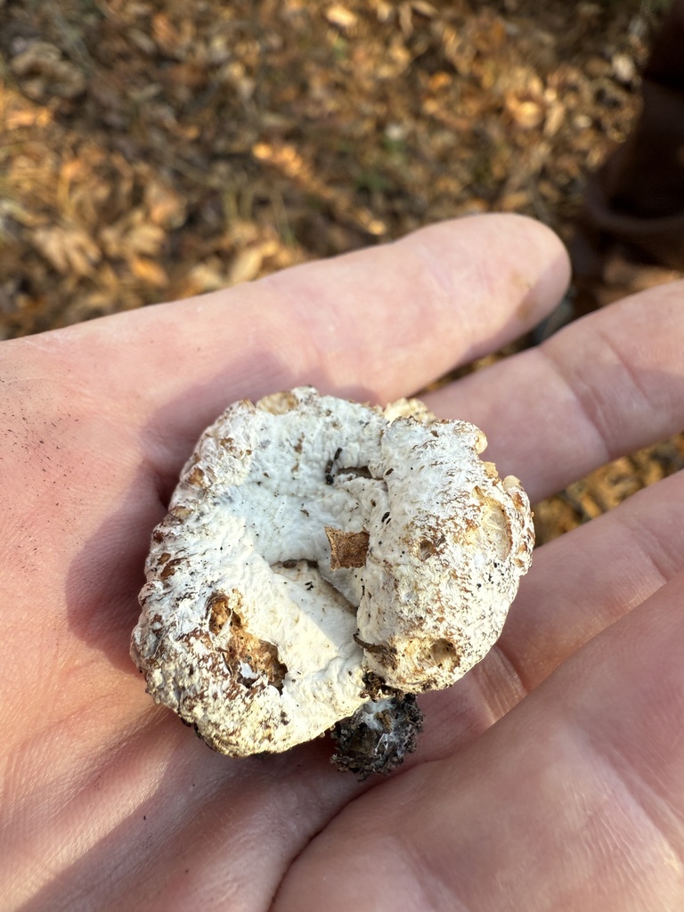 Entoloma abortivum · November 2025 · photo: © aviatrix-79 (iNaturalist, cc-by-sa)