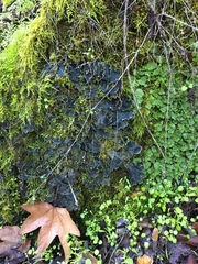 Peltigera ponojensis