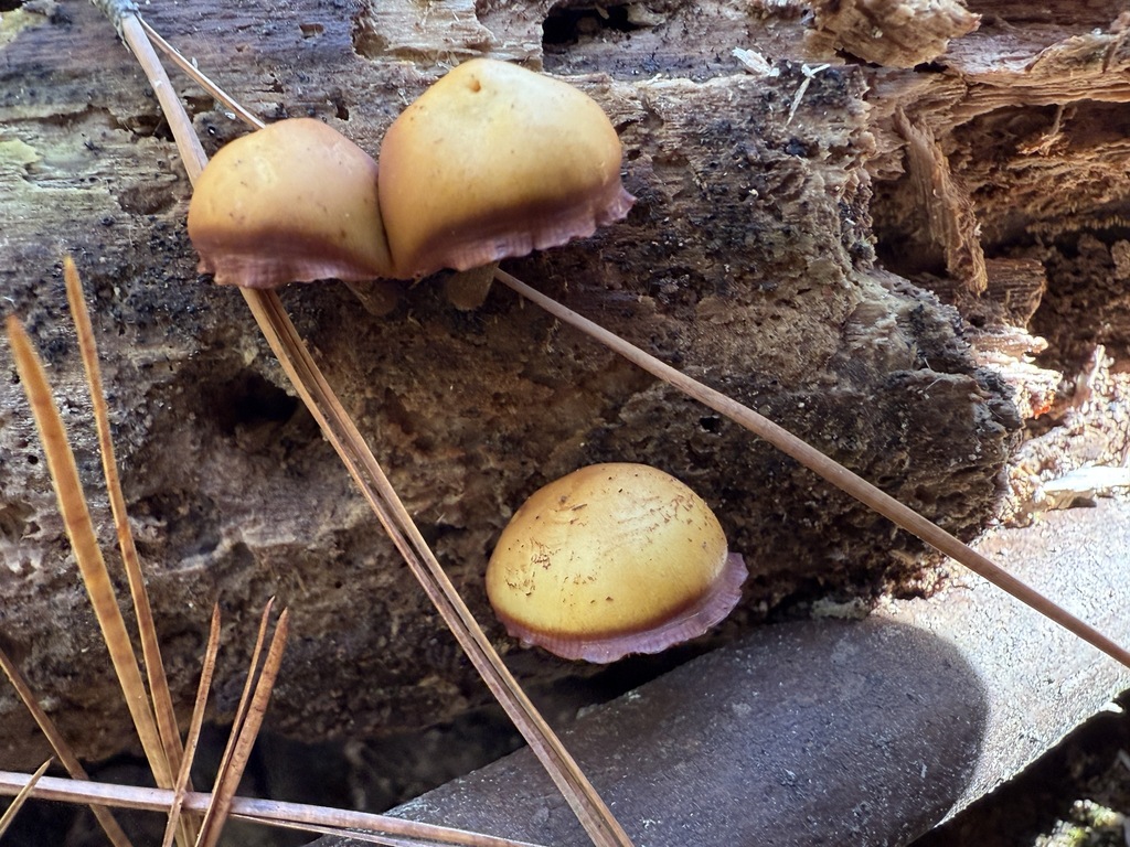 Galerina marginata · November 2025 · photo: © aviatrix-79 (iNaturalist, cc-by-sa)