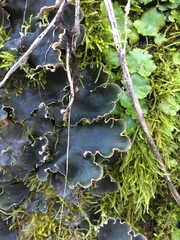 Peltigera ponojensis