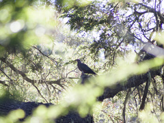 Patagioenas araucana