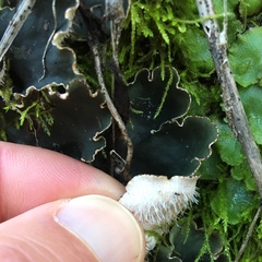 Peltigera ponojensis