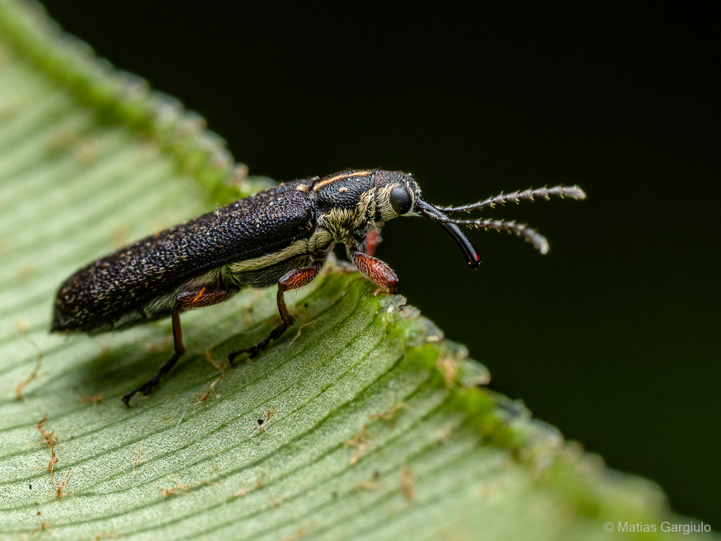 Trichophthalmus miltomerus