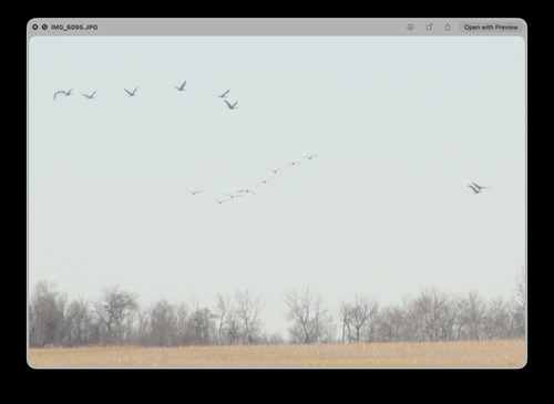 Sandhill Crane