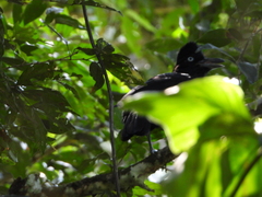 Cephalopterus ornatus