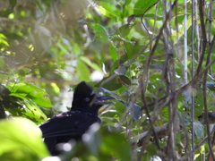 Cephalopterus ornatus