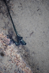 Bonellia viridis