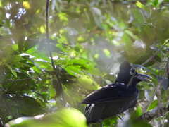 Cephalopterus ornatus