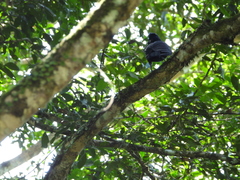 Cephalopterus ornatus