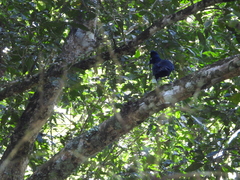 Cephalopterus ornatus